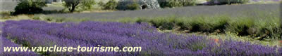 vaucluse-tourisme.com