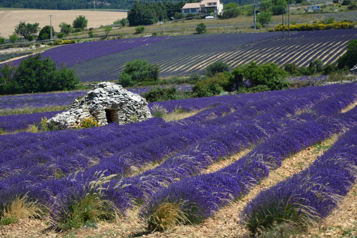 Où voir les champs de lavande dans le Vaucluse (et quand)