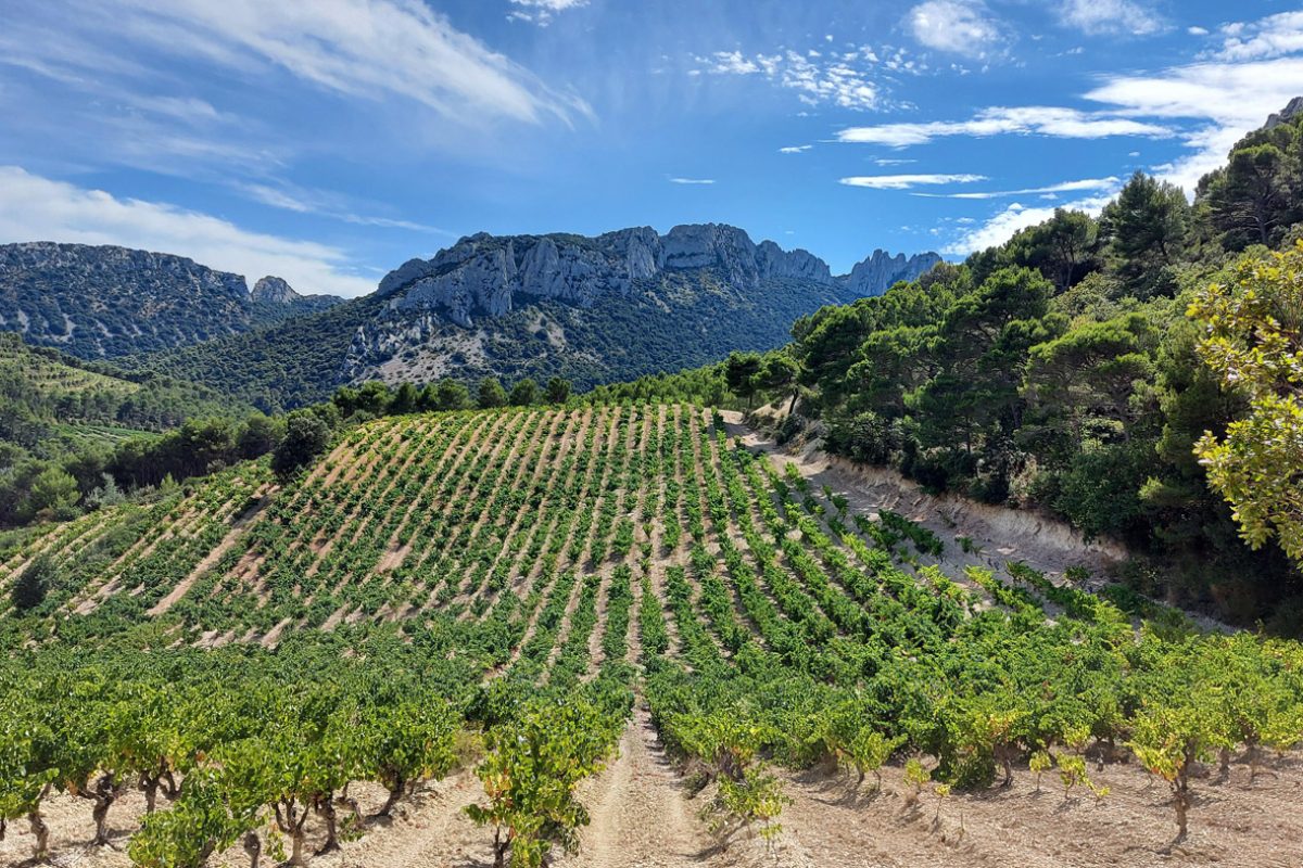 La route des vins du Vaucluse : Châteauneuf, Gigondas et les autres
