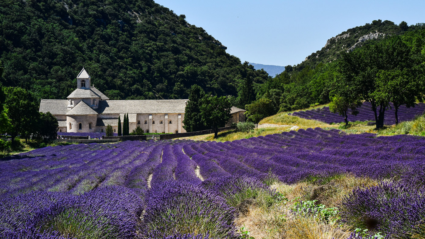 L'abbaye de Sénanque et son champ de lavande