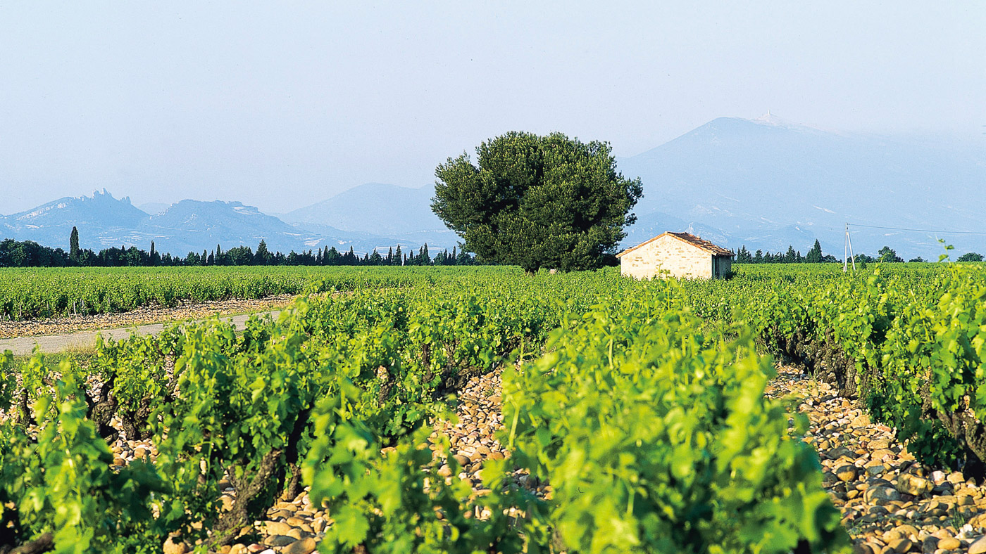 Vignobles Châteauneuf-du-Pape © Grégoire Saint Martin